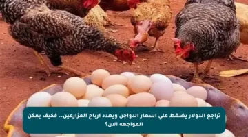 تراجع الدولار يضغط على أسعار الدواجن ويهدد أرباح المزارعين.. فكيف يمكن المواجهة الآن؟